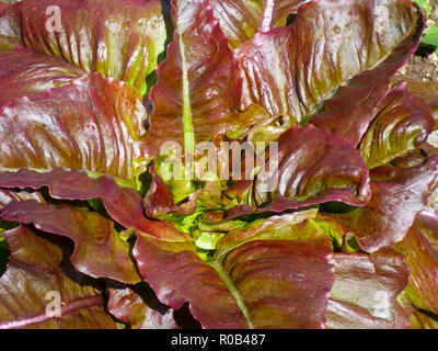 Close up of lettuce growing in a garden à Cardiff, Pays de Galles, Royaume-Uni Banque D'Images