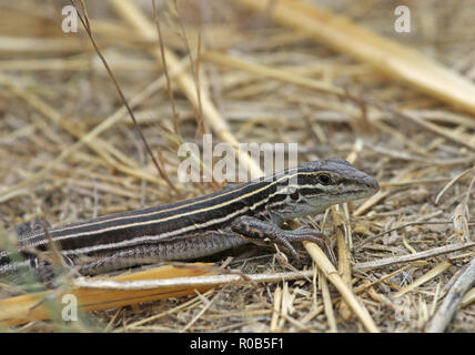 Bordée de six (Aspidoscelis sexlineata Racerunner) sur un chemin, tourné en Highline Lake State Park, comté de Mesa, Colorado. Banque D'Images