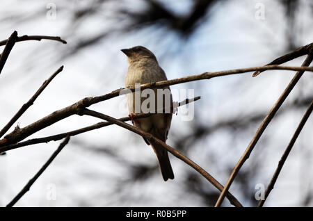 La nature dans sa splendeur maximale. Paysages, oiseaux, fleurs et jardins Banque D'Images