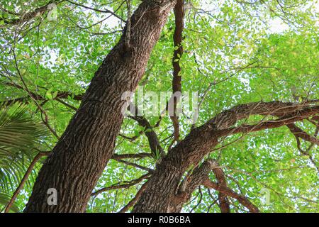 Direction générale et feuilles de beaux arbres dans la forêt, sur fond blanc, fond voir Banque D'Images