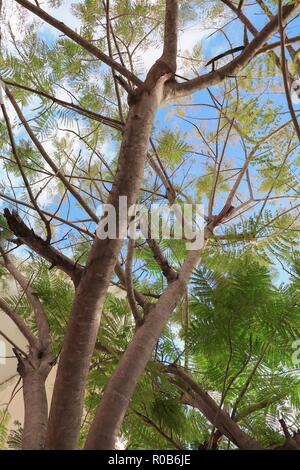 Direction générale et feuilles de beaux arbres dans la forêt, sur fond blanc, fond voir Banque D'Images