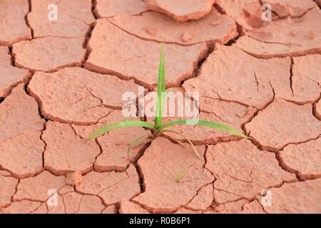 L'herbe pousse des semis par sol sec crack Banque D'Images