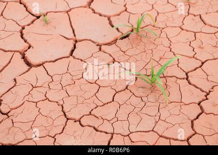 L'herbe pousse des semis par sol sec crack Banque D'Images