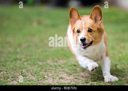 Blanc Brun Pembroke Welsh Corgi sur l'herbe gelée Motion d'exécution Banque D'Images