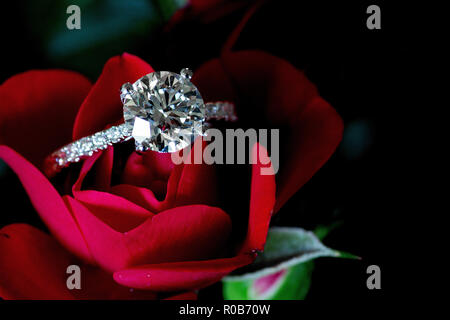 Bague Platine Diamant sur Rose Rouge Banque D'Images