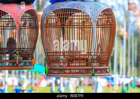 Close up caged Zebra Dove (Geopelia striata) concours d'oiseaux en Thaïlande du sud tradition Banque D'Images