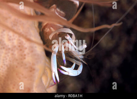 Close-up d'une anémone magnifique crevettes (Ancylomenes magnificus) dans une anémone. Anilao, Philippines Banque D'Images