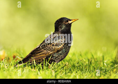 Étourneau gris sur la pelouse ( Sturnus vulgaris ) Banque D'Images