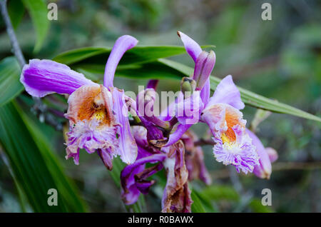 Orchidée pourpre sur le sentier des Incas, Machu Pichu, Pérou Banque D'Images