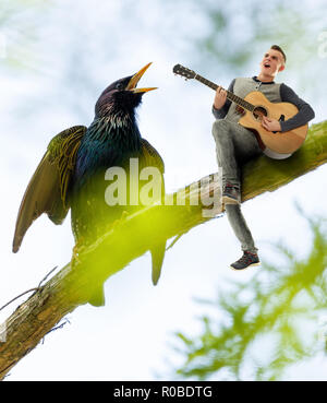 Joueur de guitare et chant starling sur une branche, conceptual image Banque D'Images