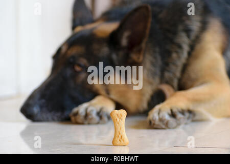 Biscuit chien traiter en face de chien de berger allemand, la formation s'asseoir la patience et la gloutonnerie concept Banque D'Images