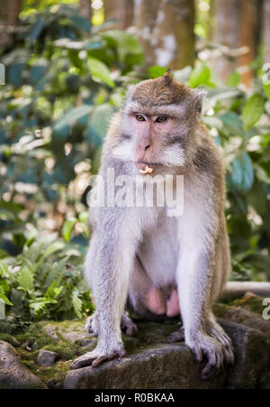 Adorable macaque à longue queue sur l'île de Bali en Indonésie Banque D'Images