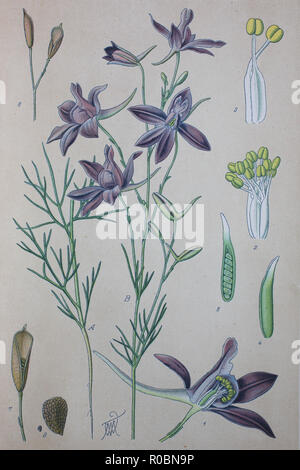 L'amélioration de la reproduction numérique de haute qualité : Consolida regalis, avec les noms communs forking larkspur, rocket-larkspur, champ et larkspur, est une plante herbacée annuelle appartenant au genre Consolida de la famille, Ranunculaceae Banque D'Images