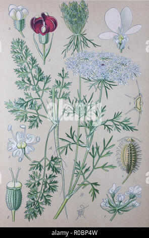 L'amélioration de la reproduction numérique de haute qualité : Daucus carota, dont les noms communs : carotte sauvage, Bird's Nest, Bishop's lace, et Queen Anne's lace, Amérique du Nord, est un livre blanc, de la famille des Apiaceae Banque D'Images