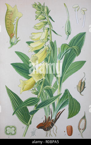 L'amélioration de la reproduction numérique de haute qualité : Digitalis grandiflora, la digitale jaune, grosse fleur digitale, ou grande digitale, jaune, est une espèce de plantes du genre Digitalis, famille Plantaginaceae Banque D'Images