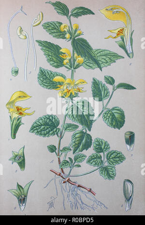 L'amélioration de la reproduction numérique de haute qualité : Lamium galeobdolon, communément appelé archange jaune, de l'artillerie, de plantes ou d'aluminium, est répandue en Europe, de fleurs sauvages et d'ailleurs a été introduit comme plante de jardin. Il affiche la morphologie des fleurs zygomorphes, feuilles opposées, et tiges carrées typiques de la famille des menthes, Lamiaceae Banque D'Images