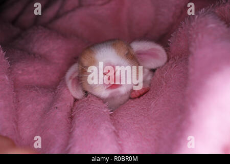 Lapin Belier Nouveau Ne Le 1 Er Jour De Kit Bebe Nouveau Ne Animaux Domestiques Lapins Photo Stock Alamy