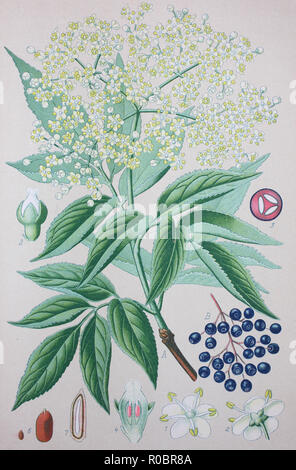 L'amélioration de la reproduction numérique de haute qualité : Sambucus nigra est un complexe d'espèces de plantes de la famille Adoxaceae indigènes de la plupart des pays d'Europe et Amérique du Nord. Noms communs : sureau noir, sureau, aîné, ancien, européen et de sureau noir européen européen de sureau Banque D'Images