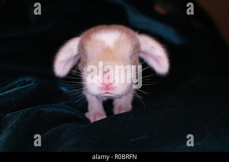 Lapin Belier Nouveau Ne Le 1 Er Jour De Kit Bebe Nouveau Ne Animaux Domestiques Lapins Photo Stock Alamy