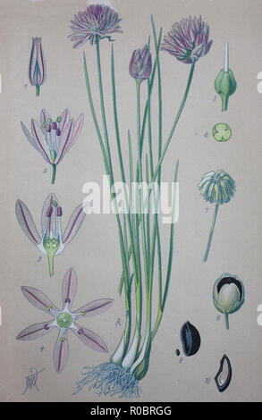L'amélioration de la reproduction numérique de haute qualité : Ciboulette, nom scientifique Allium schoenoprasum, sont une espèce comestible du genre Allium Banque D'Images