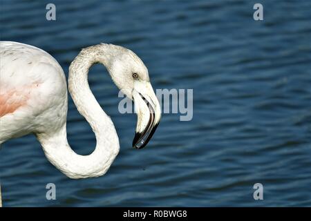 Flamant rose, Phoenicopterus roseus, Marais A. Lamouroux, des Saintes-Maries-de-la-Mer, Bouches-du-Rhône, Camargue, Provence-Alpes-Côte d'Azur, France Banque D'Images