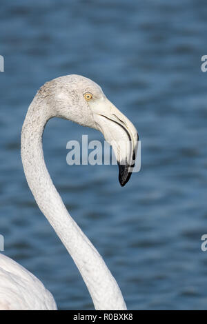 Flamant rose, Phoenicopterus roseus, Marais A. Lamouroux, des Saintes-Maries-de-la-Mer, Bouches-du-Rhône, Camargue, Provence-Alpes-Côte d'Azur, France Banque D'Images