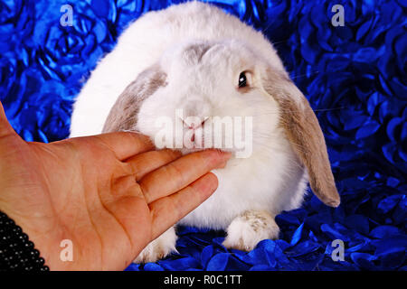 Jeune mignon petit lapin lapins nains oreilles lop