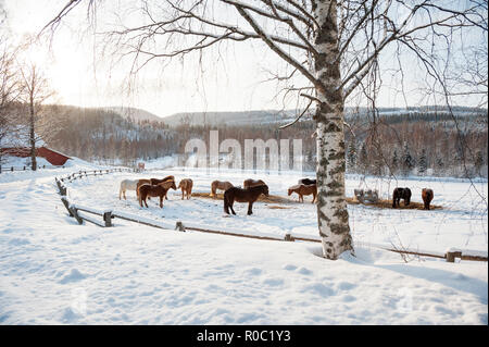 Chevaux Islandais dans les pâturages enneigés. Paysage d'hiver de Finlande. Banque D'Images