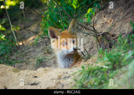 Fox kid couché sur le sol près du trou. Moscou, Russie Banque D'Images