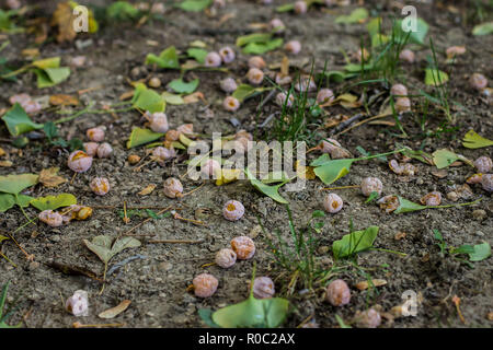 Fruits tombés de Ginkgo biloba sur le terrain Banque D'Images