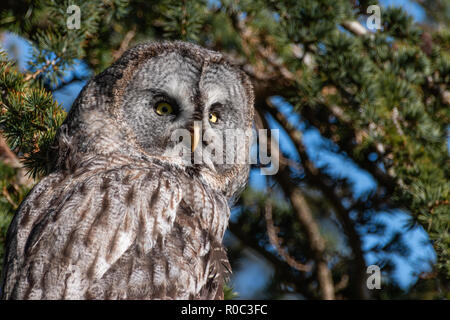 Chouette lapone Strix nebulosa Banque D'Images