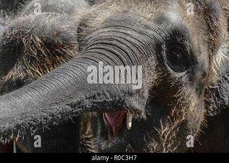 Deux jeunes éléphants de Sumatra et poilues en essayant d'atteindre quelque chose avec trunks Banque D'Images