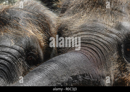 Deux jeunes éléphants de Sumatra et poilues en essayant d'atteindre quelque chose avec trunks Banque D'Images