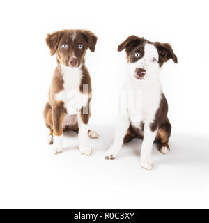 Deux jolies chiots berger australien isolé sur blanc. Banque D'Images