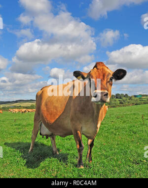 Jersey cow in field Banque D'Images