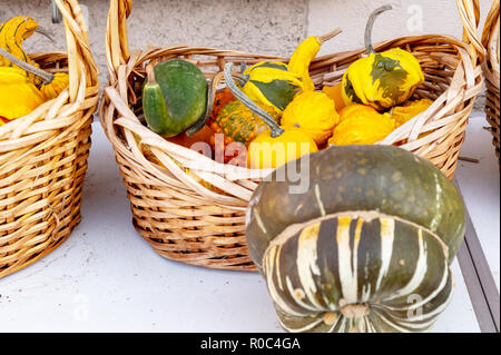 Différentes variétés de courges et citrouilles sur un panier en bois. Collection automne Banque D'Images