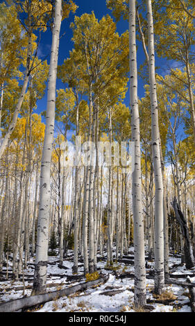 L'évolution des montagnes du sud de l'Utah - Aspen Banque D'Images