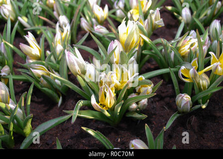 Tulipe sauvage Tulipa tarda la floraison au printemps. Printemps en Pays-Bas. Banque D'Images