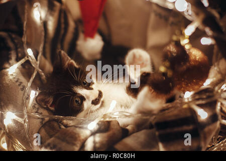 Cute kitty jouant avec ornements en panier avec des lumières en vertu de l'arbre de Noël dans la salle des fêtes. Adorable chaton drôle avec de superbes yeux. Joyeux Noël Banque D'Images