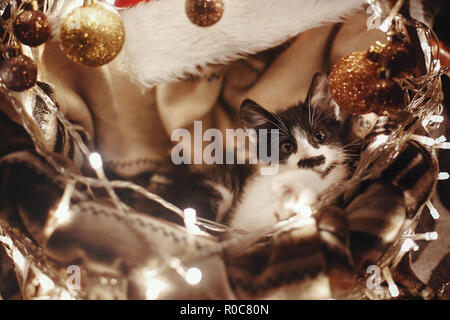 Cute kitty assis dans panier avec guirlande d'éclaireurs sous arbre de Noël dans la salle rustique. Adorable chaton drôle avec de superbes yeux. Joyeux Noël concept Banque D'Images