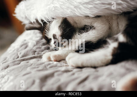 Cute kitty sleeping in santa hat le lit dans la salle de fête. Joyeux Noël concept. Droit de l'atmosphère. Voeux de fin d'année. Texte de l'espace. Adorable chaton n Banque D'Images