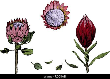 Vector illustration of colorful king protea fleurs, bourgeons et feuilles. Protea, symbole de l'Afrique du Sud, isolé sur fond blanc, à la main, de couleur. Illustration de Vecteur