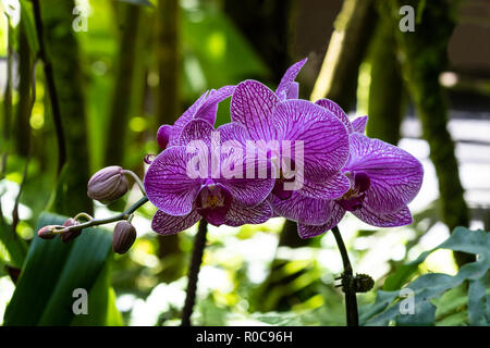 Bande de phalaenopsis (espèce) en forme d'orchidées au jardin botanique à Hilo, Hawaii. À rayures violet foncé ; pétales de fougères et de feuilles vertes en arrière-plan. Banque D'Images