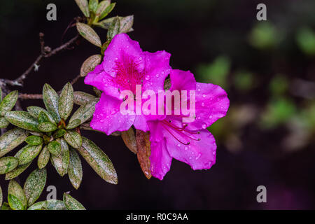 Paire de rose fleurs d'azalées vivement (Rhododendron indicum) Grande île de Hawaii. Gouttes de pluie sur les pétales de pluie récente. Banque D'Images