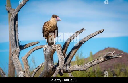 Caracara huppé Caracara cheriway perché avec le fond de ciel Banque D'Images