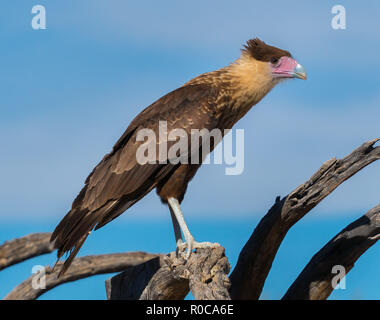 Caracara huppé Caracara cheriway perché avec le fond de ciel Banque D'Images