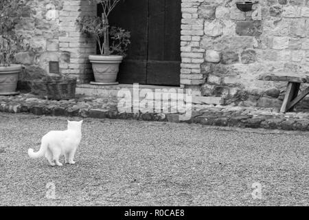 Ferme de beauté petit chat dans une cour Banque D'Images