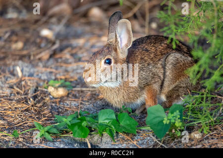 Un lapin sauvage en appui sous un arbre en Floride, USA. Banque D'Images