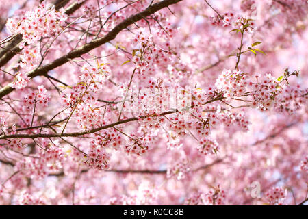 Himalayan sauvages au printemps les fleurs de cerisier (Prunus cerasoides saison), Sakura en Thaïlande, selective focus, Phu Lom Lo, Loei, Thaïlande. Banque D'Images