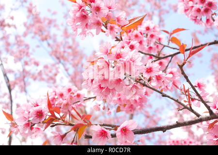 Belle fleur sauvage rose Sakura, les fleurs de cerisier de l'Himalaya dans la saison du printemps Banque D'Images